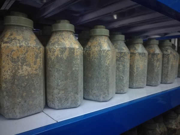 四川甘孜州质监局进行标准研讨规范羊肚菌种植